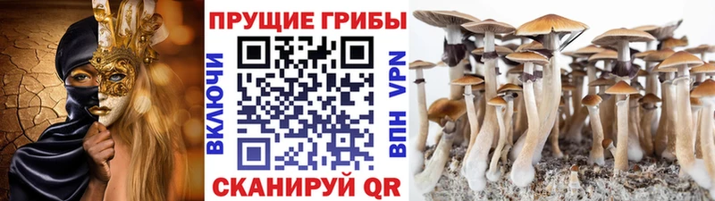 Галлюциногенные грибы Psilocybine cubensis  Купить закладки  Рыбное 
